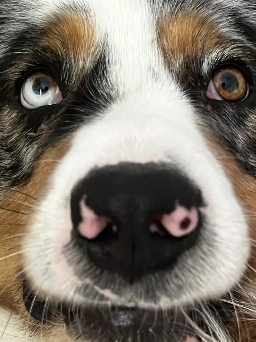Extreme close-up of Thor, a merle Australian Shepherd with one blue eye and one brown eye, sniffing the camera