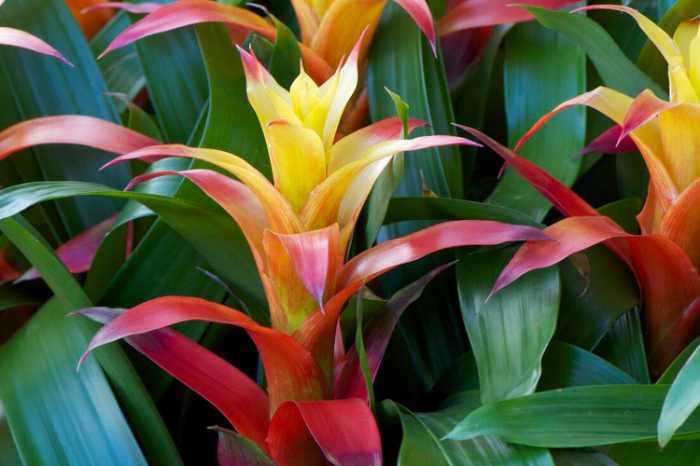 Bromeliad (Bromeliaceae)