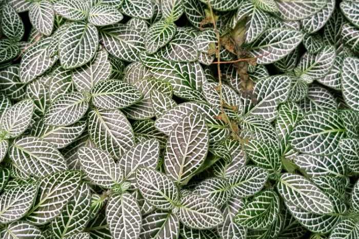 Fittonia Nerve Plant (Fittonia albivenis)