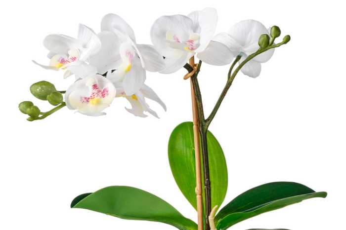 Orchid (Orchidaceae)