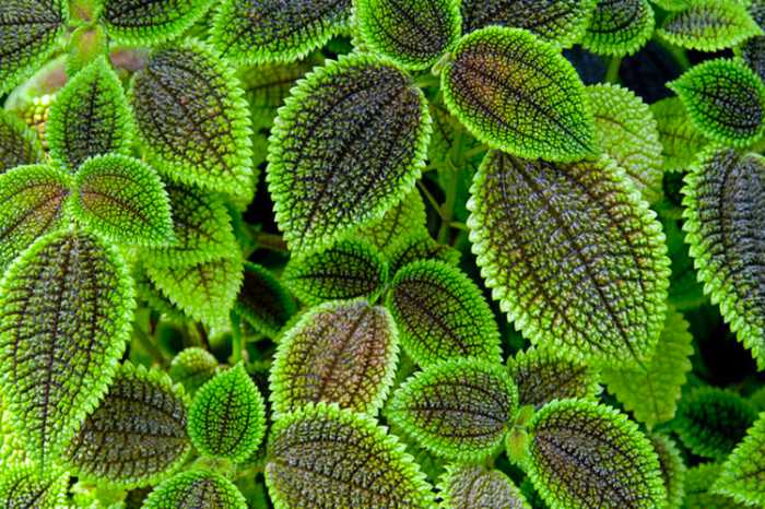 Friendship Plant (Pilea involucrata)