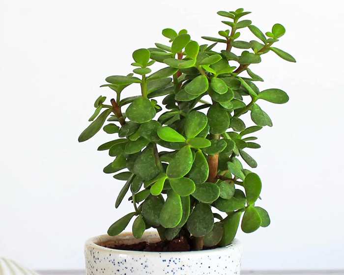 Jade Plant (Crassula argentea)