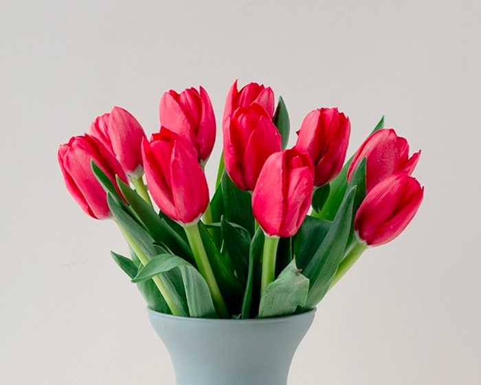 Tulip and Narcissus
