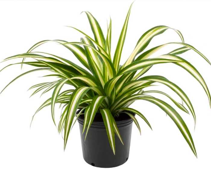Spider Plant (Chlorophytum comosum)