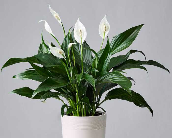 Peace Lily (Spathiphyllum)