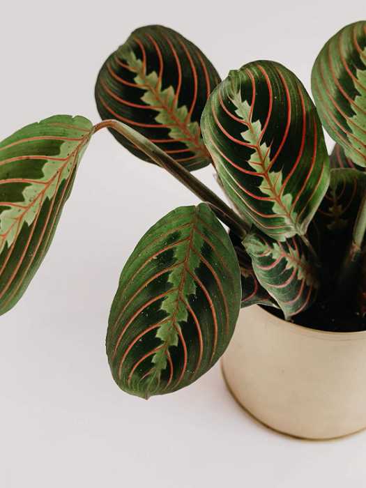Displaying Your Prayer Plant