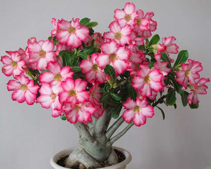 Desert Rose (Adenium obesum)