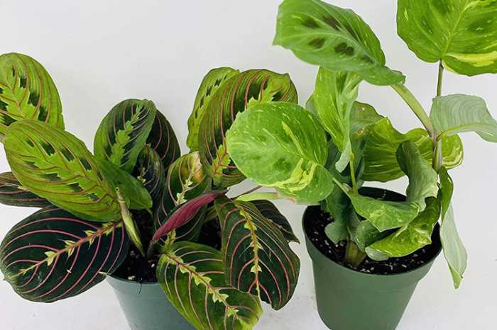 Growing Prayer Plant Indoors