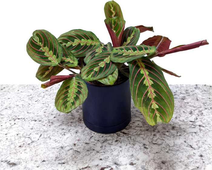 How to Care for Prayer Plant (Calathea insignis)