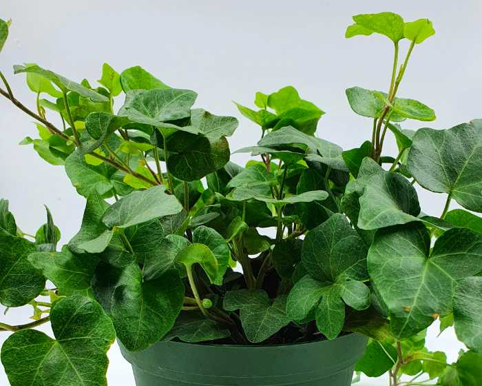 Ivy (Hedera Helix)