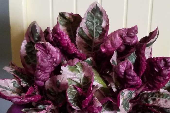 Purple Waffle Plant (Hemigraphis alternata)