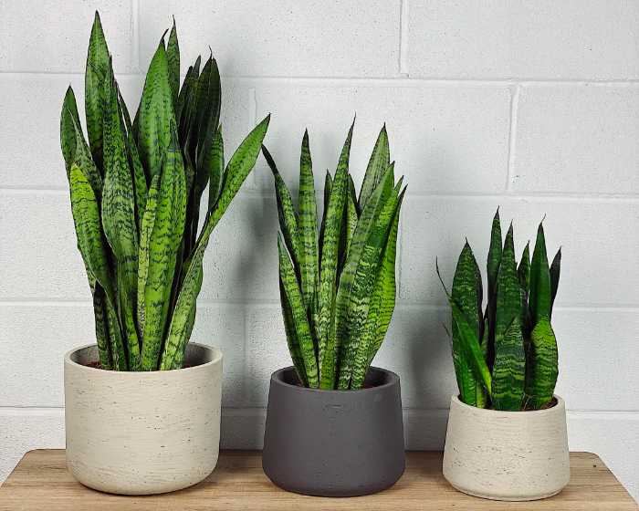 Snake Plant (Dracaena trifasciata)