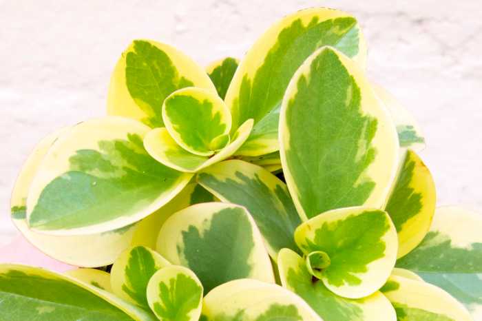 Peperomia